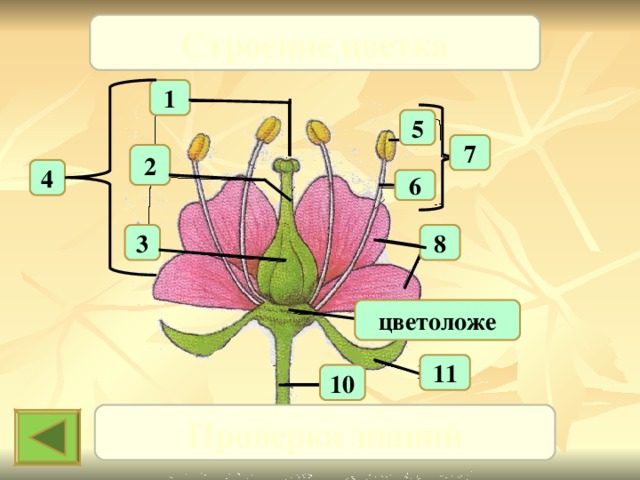 Строение цветка 1 5 7 2 4 6 3 8 цветоложе 11 10 Проверка знаний 