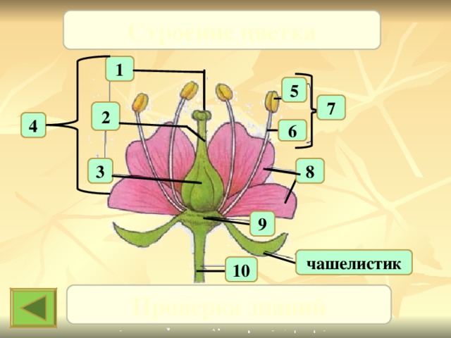 Строение цветка 1 5 7 2 4 6 3 8 9 чашелистик 10 Проверка знаний 