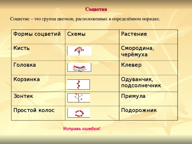 Соцветия Соцветие – это группа цветков, расположенных в определённом порядке. Формы соцветий Схемы Кисть Растение Головка Смородина, черёмуха Корзинка Клевер Зонтик Простой колос Одуванчик, подсолнечник Примула Подорожник Исправь ошибки! 