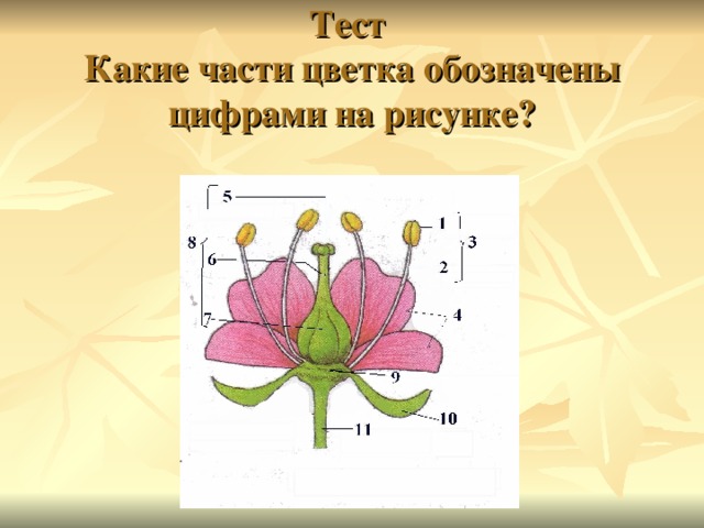 Т e ст   Каки e части цветка обозначены цифрами на рисунке? 