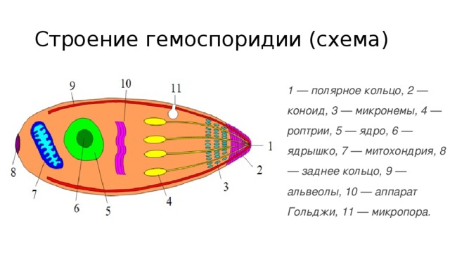 Строение гемоспоридии (схема) 1 — полярное кольцо, 2 — коноид, 3 — микронемы, 4 — роптрии, 5 — ядро, 6 — ядрышко, 7 — митохондрия, 8 — заднее кольцо, 9 — альвеолы, 10 — аппарат Гольджи, 11 — микропора. 