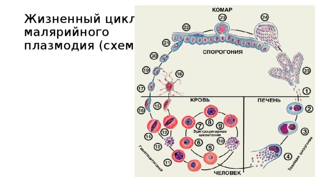 Жизненный цикл  малярийного  плазмодия (схема) 
