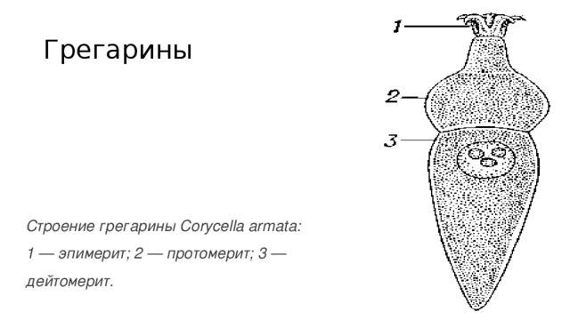 Грегарины Строение грегарины Corycella armata: 1 — эпимерит; 2 — протомерит; 3 — дейтомерит. 
