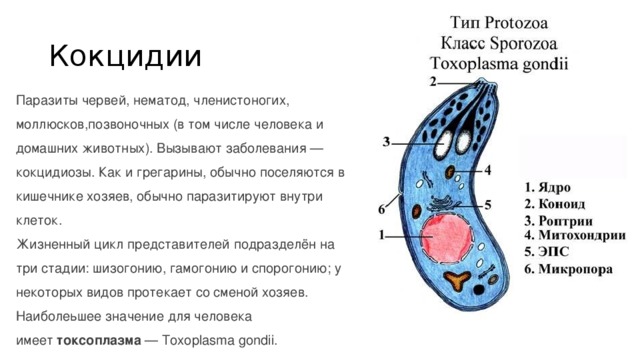 Кокцидии Паразиты червей, нематод, членистоногих, моллюсков,позвоночных (в том числе человека и домашних животных). Вызывают заболевания — кокцидиозы. Как и грегарины, обычно поселяются в кишечнике хозяев, обычно паразитируют внутри клеток. Жизненный цикл представителей подразделён на три стадии: шизогонию, гамогонию и спорогонию; у некоторых видов протекает со сменой хозяев. Наиболеьшее значение для человека имеет  токсоплазма  — Toxoplasma gondii. 