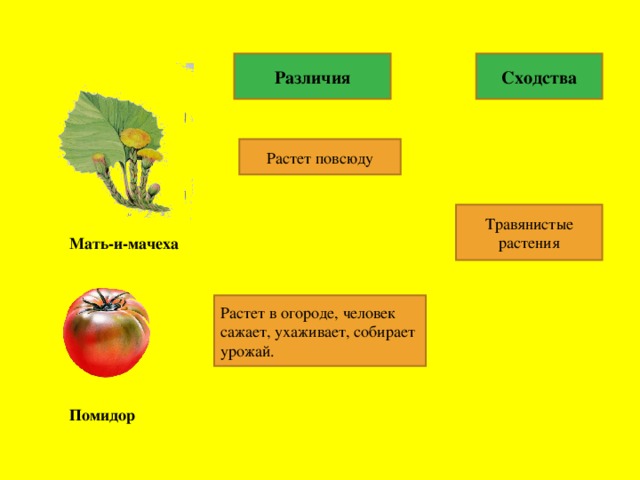 Технологическая карта дикорастущие и культурные растения