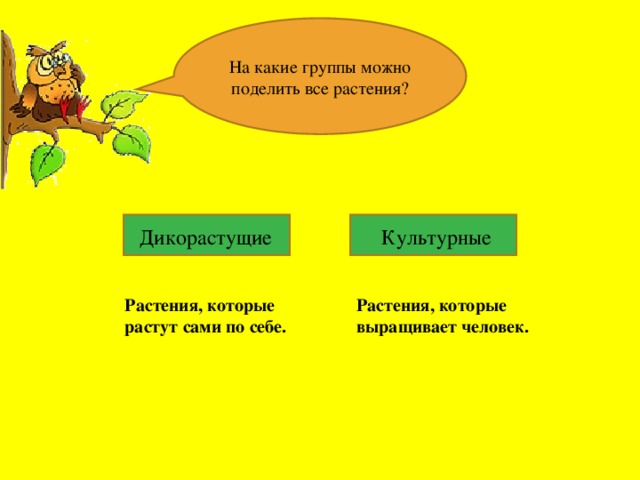 Окружающий мир дикорастущие культурные растения 2 класс. На какие группы можно разделить дикорастущие растения. 3 Дикорастущих и культурных растений. На какие группы можно поделить культурные растения. Растения которые растут сами по себе.