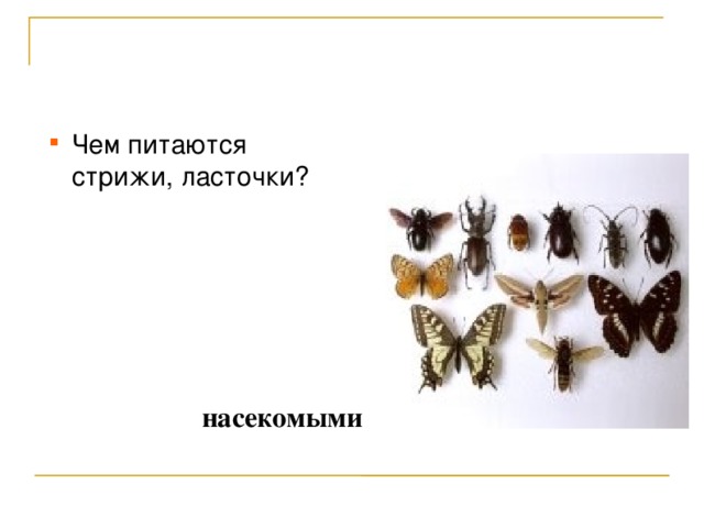 Что едят стрижи в природе. Чем питаются Стрижи. Чем питаются ласточки. Ласточка насекомое.