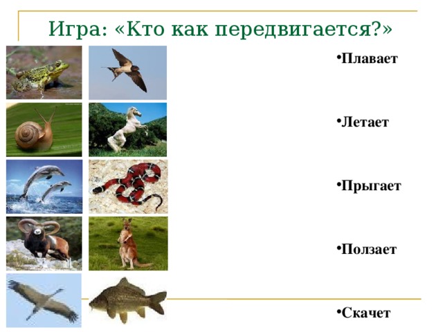 Поиграем летать. Кто как передвигается. Игра «кто летает, прыгает, плавает?». Игра кто как передвигается. Игра летает ползает прыгает.