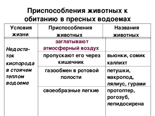 Приспособления животных к обитанию в пресных водоемах Условия жизни Приспособления животных  Названия животных   Недоста-ток кислорода в стоячем теплом водоеме  заглатывают атмосферный воздух  пропускают его через кишечник  газообмен в ротовой полости  вьюнки, сомик каллихт  петушки, макропод, лялиус, гурами  своеобразные легкие  протоптер, рогозуб, лепидосирена  