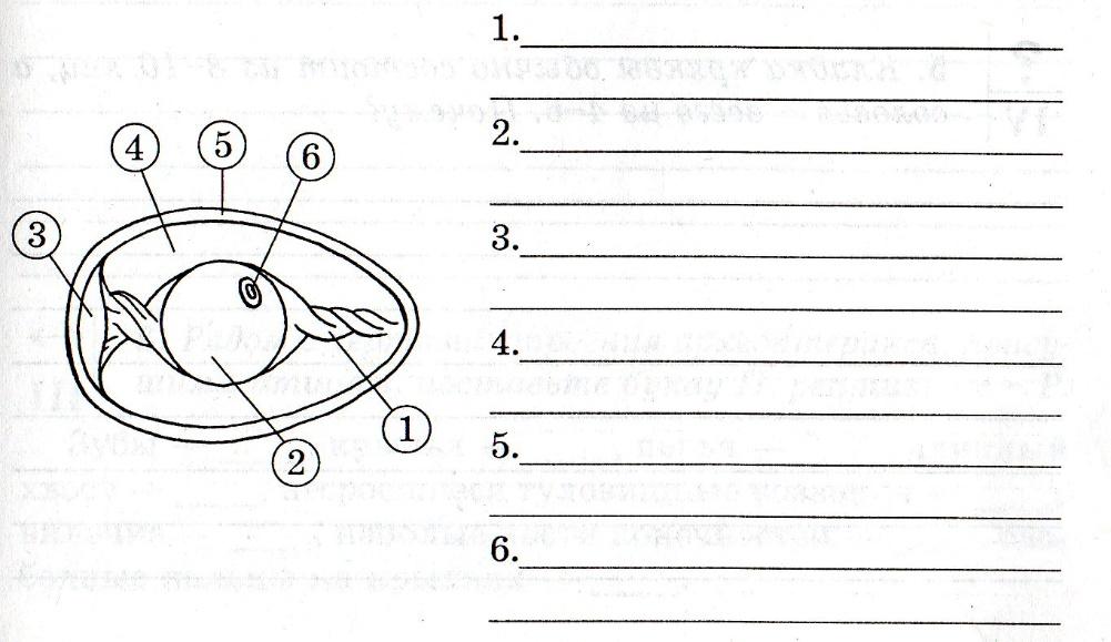 Элементов рисунок 1 1. Строение яйца без подписей. Схема строения яйца птицы без обозначений. Строение яйца птицы рисунок без подписей. Строение куриного яйца без подписей.