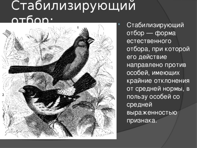 Примером стабилизирующей формы естественного отбора является Естественный отбор - Прочее - Презентации - 10 класс