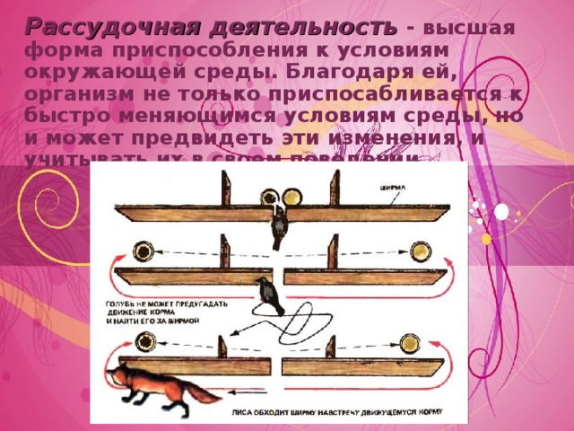 Влияние человеческой деятельности на процессы эволюции видов - биология, презент