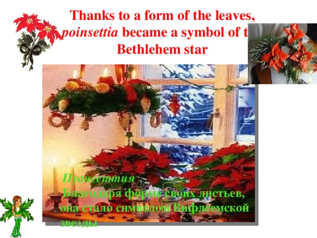 Thanks to a form of the leaves, poinsettia became a symbol of the Bethlehem star  Пуансеттия  Благодаря форме своих листьев, она стало символом Вифлеемской звезды 