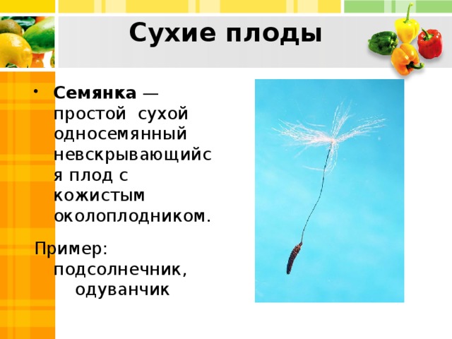 Простейший сухого. Плод одуванчика семянка. Сухие плоды семянка. Одуванчик Тип плода. Плод семянка примеры.