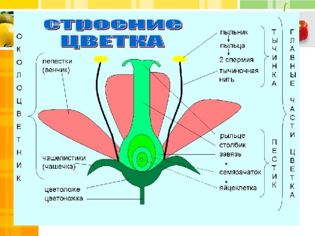 Биология 6 класс уровни организации цветкового растения