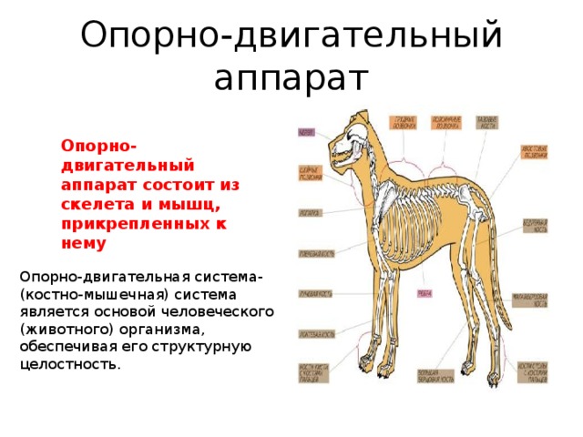 Каким номером на рисунке обозначена структура из которой в дальнейшем образуются мышцы животного