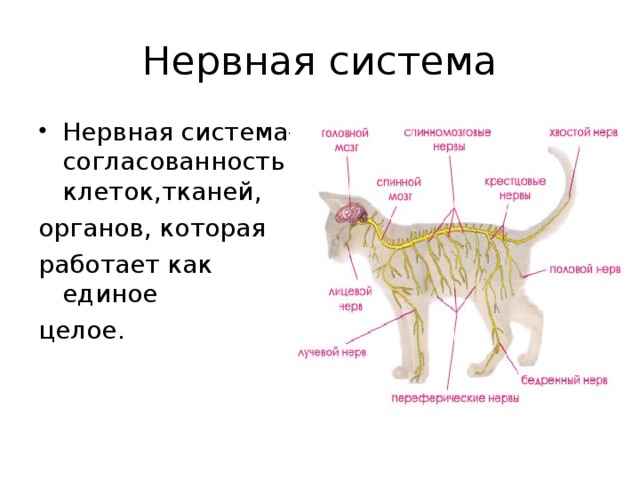Женская половая система млекопитающих. Пищеварительная система млекопитающих схема. Нервная система млекопитающих схема.