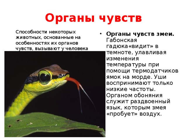 Органы чувств Способности некоторых животных, основанные на особенностях их органов чувств, вызывают у человека неподдельный интерес. Способности некоторых животных, основанные на особенностях их органов чувств, вызывают у человека неподдельный интерес. Органы чувств змеи. Габонская  гадюка«видит» в темноте, улавливая изменения температуры при помощи термодатчиков ямок на морде. Уши воспринимают только низкие частоты. Органом обоняния служит раздвоенный язык, которым змея «пробует» воздух. 