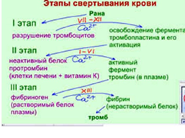 Образование тромба схема егэ