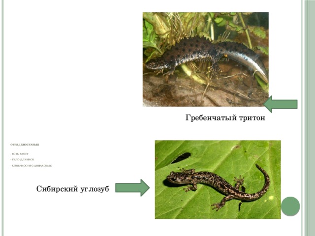 Тип гребенчатого тритона. Тритон Сибирский углозуб. Гребенчатый Тритон отряд. Стадии развития у углозуба Сибирского. Тритон гребенчатый относится к отряду хвостатых земноводных.