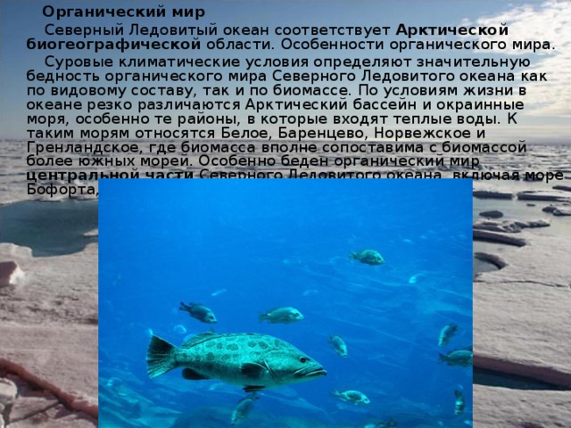 Особенность расположения северного ледовитого океана