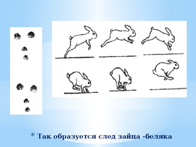 Рассмотрите рисунок на котором изображены зайцы беляки в разные времена года какое общее