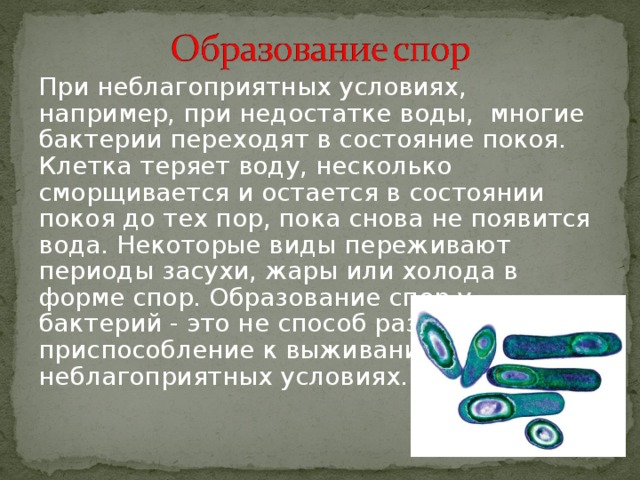 Описан ниже. Бактерии при неблагоприятных условиях. При неблагоприятных условиях бактерии образуют. Состояние бактерии при неблагоприятных условиях. Неблагоприятные условия для бактерий.