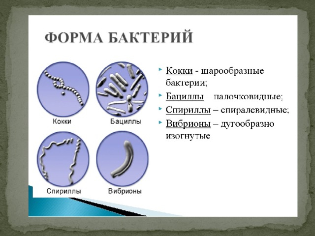 Подпиши изображения используя слова из предложенного списка вибрионы стафилококки спириллы бациллы