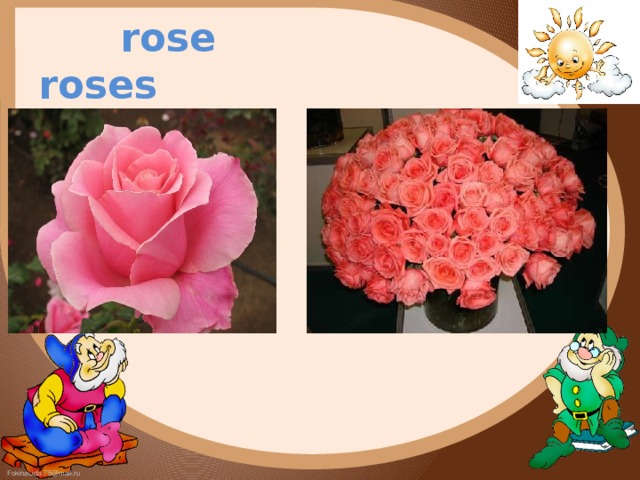  rose roses 