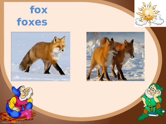  fox foxes 