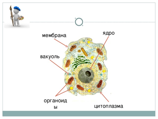 Рисунок ядра мембраны