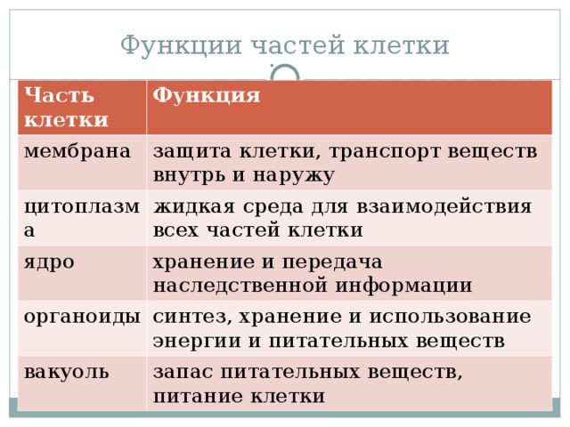 Перечислите функции клеток. Функции каждой части клетки. Основные части клетки функции. Функции главных частей клетки. Строение и функции составных частей клетки.