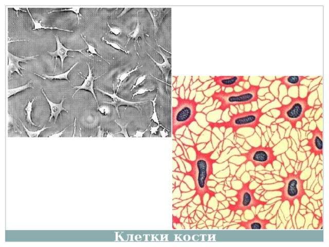 Клетка кости рисунок