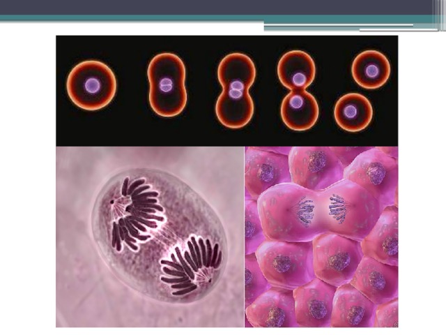 Свойства живого деление клетки. Размножение клеток человека. Деление клетки фото. Размножение клетки фото. Как размножаются клетки человеческого организма.