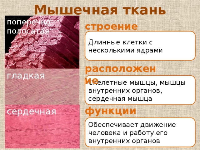 Мышечная ткань функции