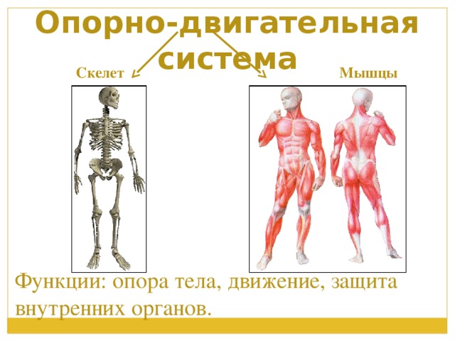 Опорно двигательная система органы