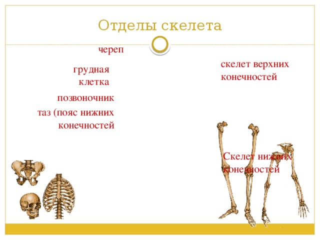 Туловищный отдел скелета. Отделы скелета. Отделы скелета: туловище, конечности, череп. Скелет ноги.