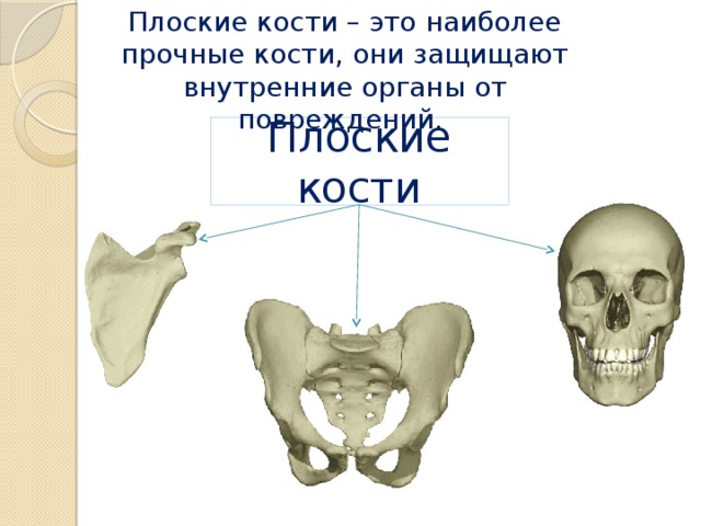 Кость изображенная на рисунке. Строение плоской кости человека. Плоские кости череп лопатка тазовые кости. Плоские широкие кости строение. Плоский.