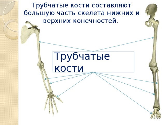 Какие функции выполняют трубчатые кости. Кости верхних конечностей кости трубчатые. Трубчатая кость в скелете человека. Длинные трубчатые кости человека.