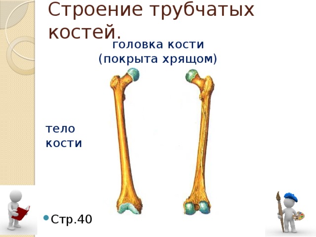 Головка кости