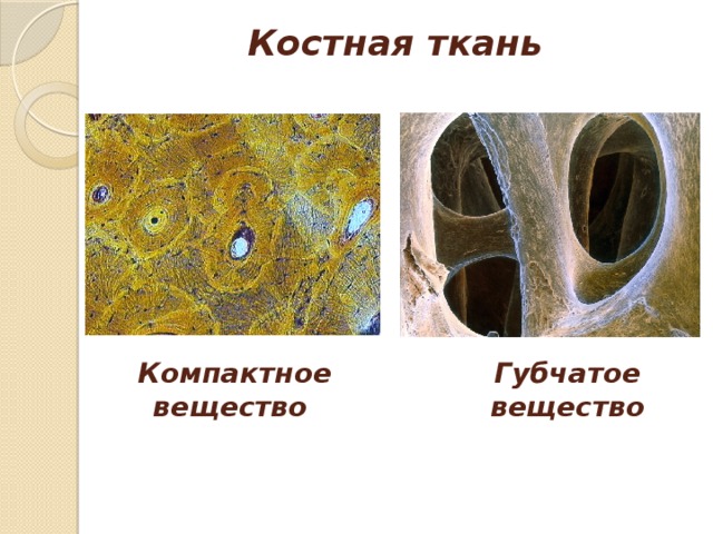 Ткань заполняющая полости губчатого вещества