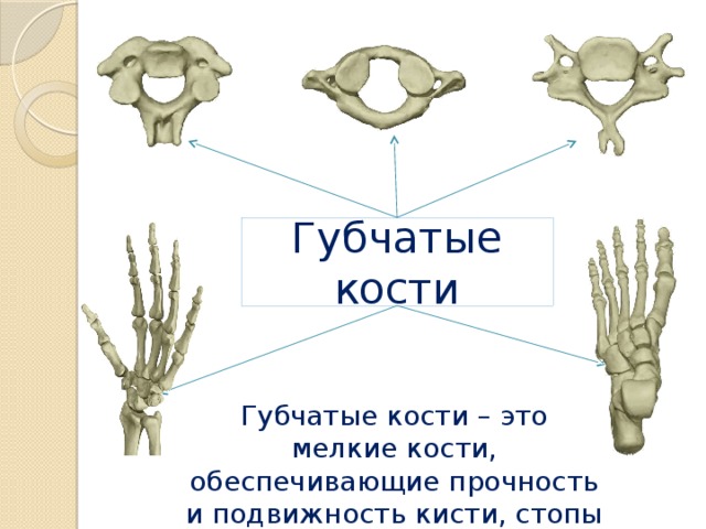 Что находится в губчатой кости. Губчатая кость примеры. Сесамовидные кости губчатые кости. Короткие губчатые кости строение. Кости запястья губчатые или трубчатые.