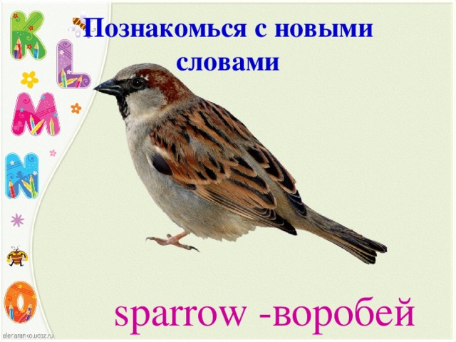 Познакомься с новыми словами sparrow -воробей 