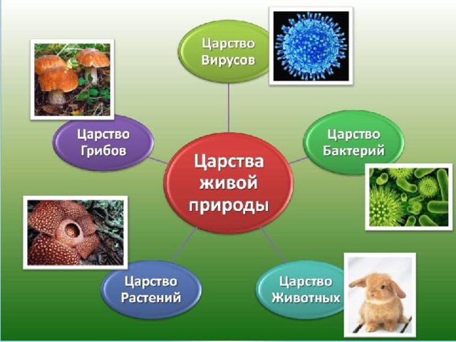 Дикорастущие растения презентация 6 класс технология