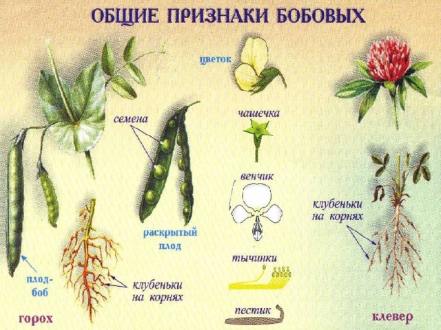 характеристика семян цветов