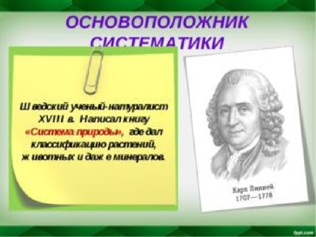 Систематика основоположник систематики. Основоположник систематики. Основоположник систематики растений. Ученый основоположник систематики. Основоположник систематики в биологии.