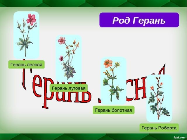 Систематика герани. Классификация растения пеларгония. Классификация герани по биологии.