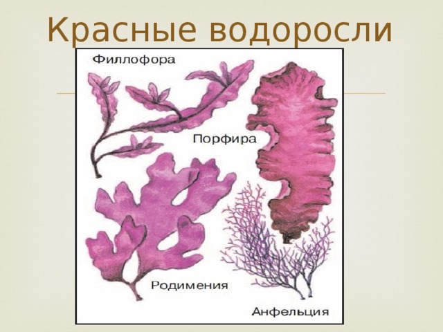 Рассмотрите схему отражающую развитие мира земли 1 зеленые водоросли красные водоросли