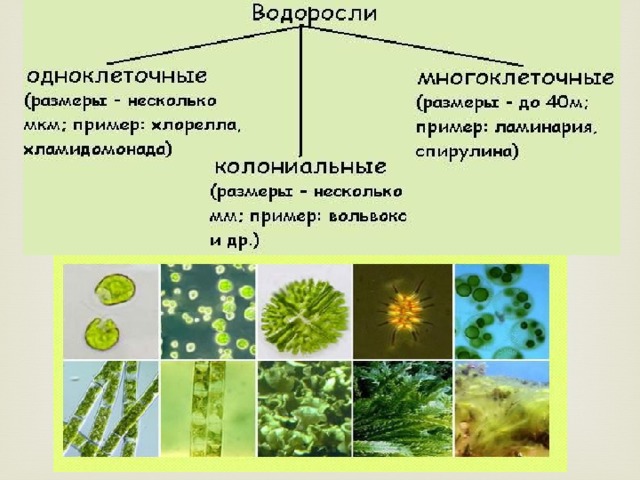 Особенности многоклеточных растений. Одноклеточные зеленые водоросли 5 класс биология. Одноклеточные колониальные и многоклеточные водоросли.