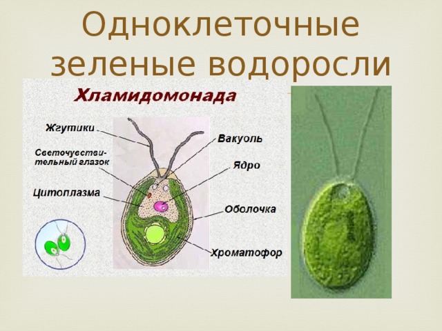 Строение водоросли хламидомонады. Стигма у хламидомонады. Одноклеточная водоросль хламидомонада. Зеленые водоросли хламидомонады строение.